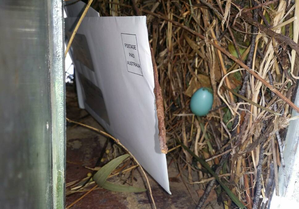 The nest and blue egg discovered by a postie in a northside letterbox. Picture: Supplied. 