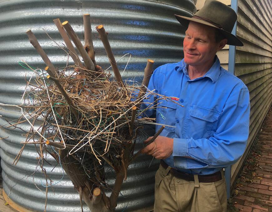 Marc Peters of Bungendore examines the 30-year-old magpie nest he found in a blue gum after it blew down during a recent storm. Picture: Tim the Yowie Man