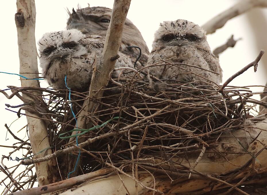 Tawny Frogmouths use an abandoned magpie nest, full of wire, in Garran. Picture: Geoffrey Dabb 