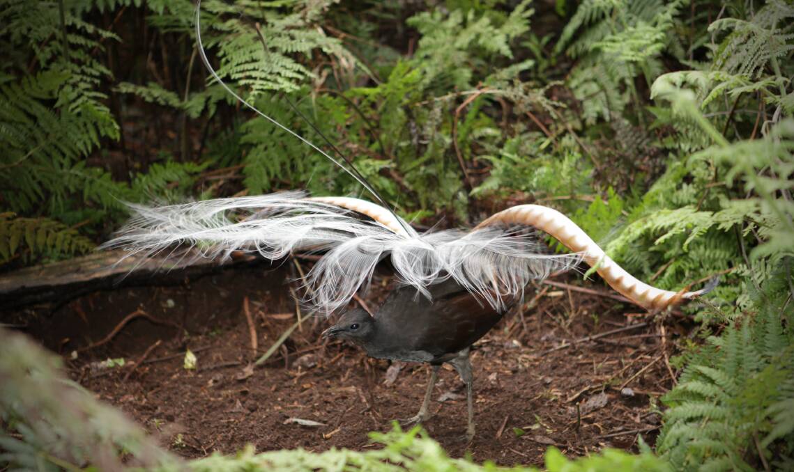 The mysterious sex dance of lyrebirds explained