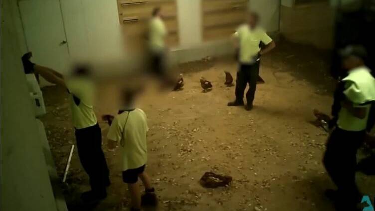 Secret vision taken inside a chicken farm has revealed animal cruelty. CREDIT:ANIMAL LIBERATION