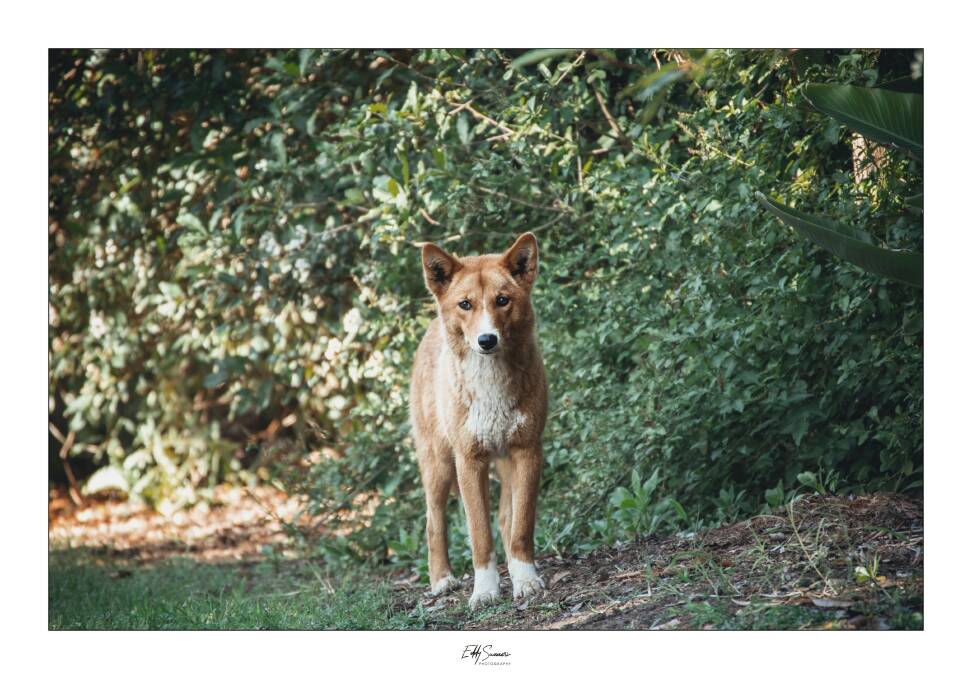 Eddy Summers captured a dingo walking on Ranch Avenue, a residential street in Glenbrook, on June 8. Photo: Eddy Summers Photography