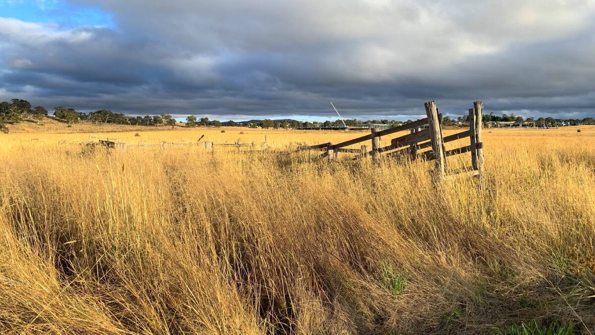 Remnant stockyard among tall Phalaris grass at Nadjung Mada Nature Reserve, near Mitchell. Picture by John Evans