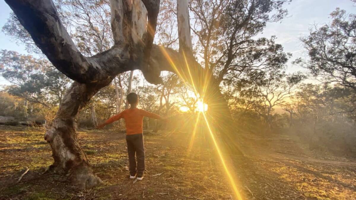 Mt Ainslie's curious arch tree. Picture by Tom Corra