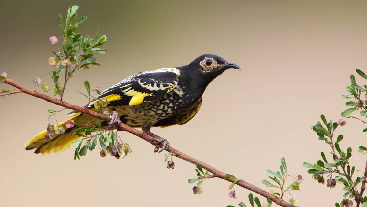 Regent honeyeaters are listed as critically endangered. Picture supplied