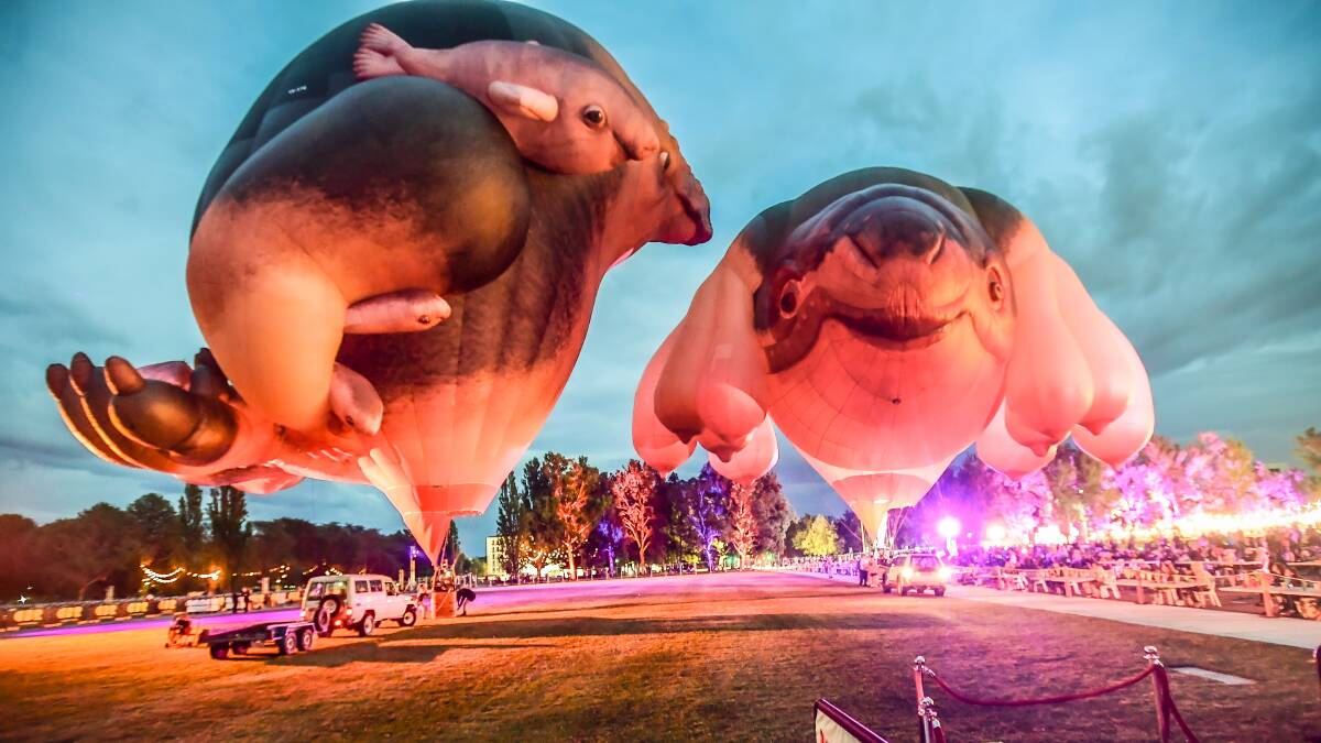 Early rising Canberrans attend part of the Enlighten festival, 'Breakfast with balloons', featuring Skywhale and Skywhalepapa on Canberra Day 2021. Picture: Karleen Minney
