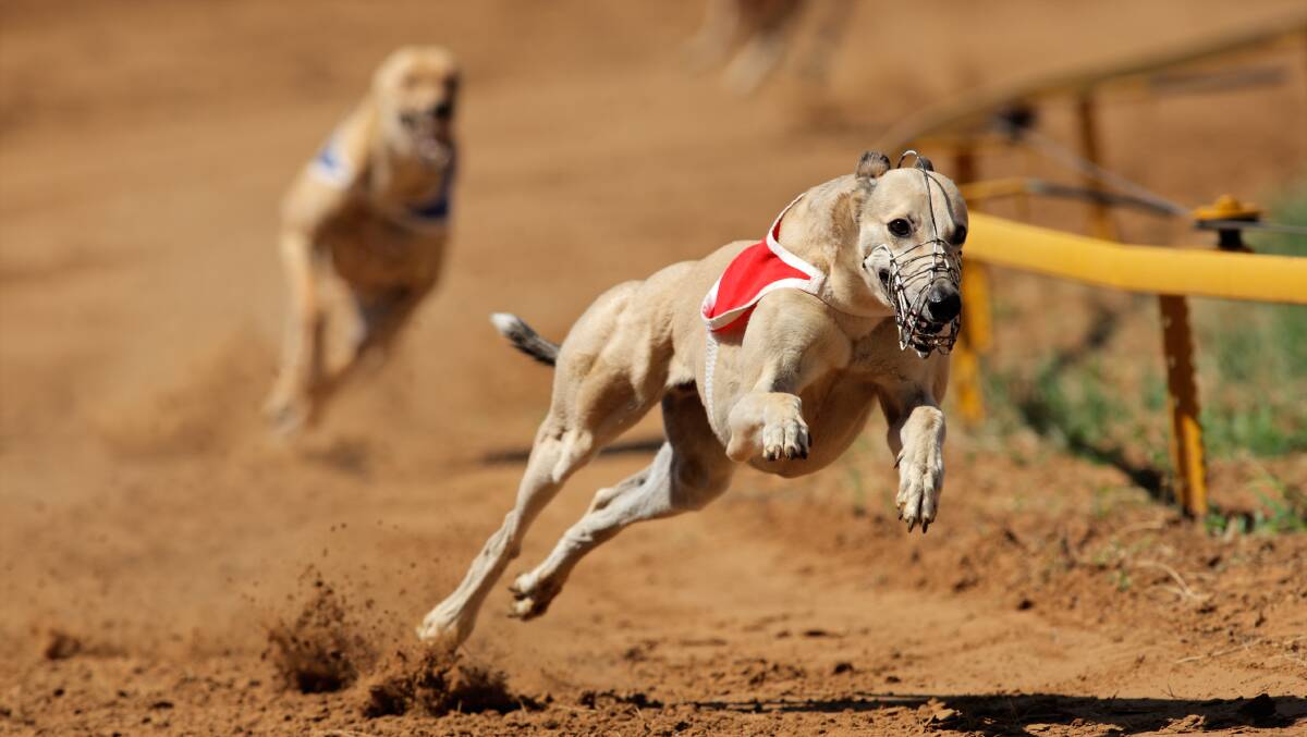 Greyhounds are represented in mythology and literature. Picture: Shutterstock