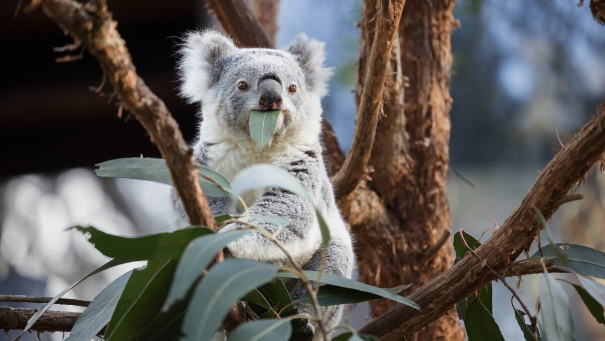 Even the iconic koala is under threat. Picture by Sitthixay Ditthavong