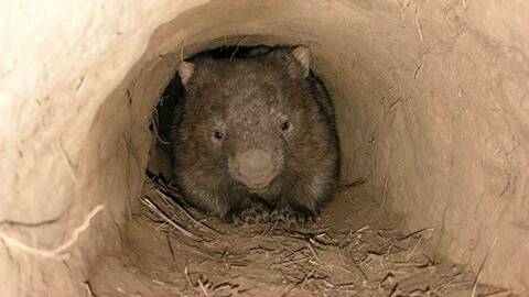 A wombat in a much safer burrow. Picture: Thomas Schulze