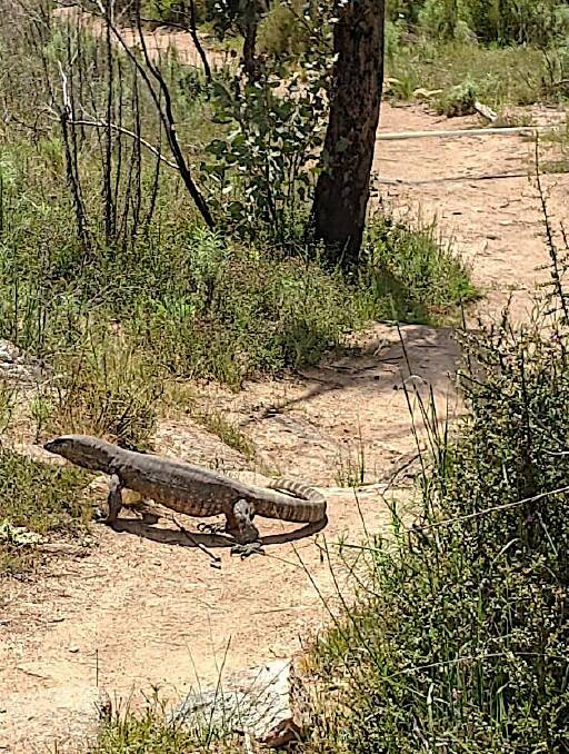 A goanna crosses the track on the lower slopes of Mt Tennent. Picture: Elizabeth Humphries