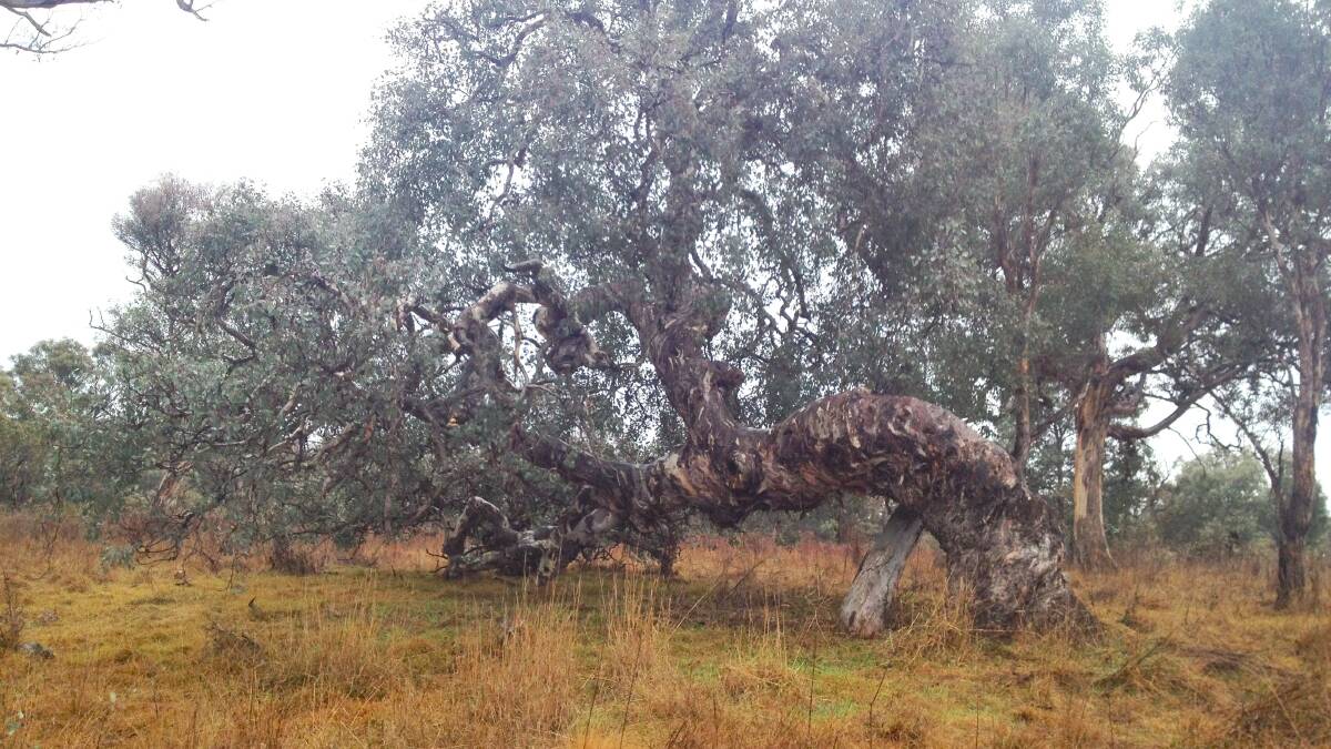 Twisted eucalypt in Callum Brae Nature Reserve. Picture by John Evans