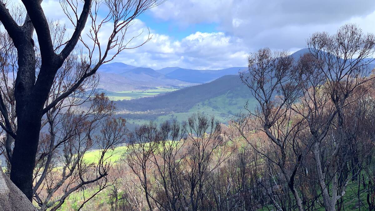 Looking into the Orroral Valley green from recent rains, from near the Glendale stone walls. Picture: Tim the Yowie Man