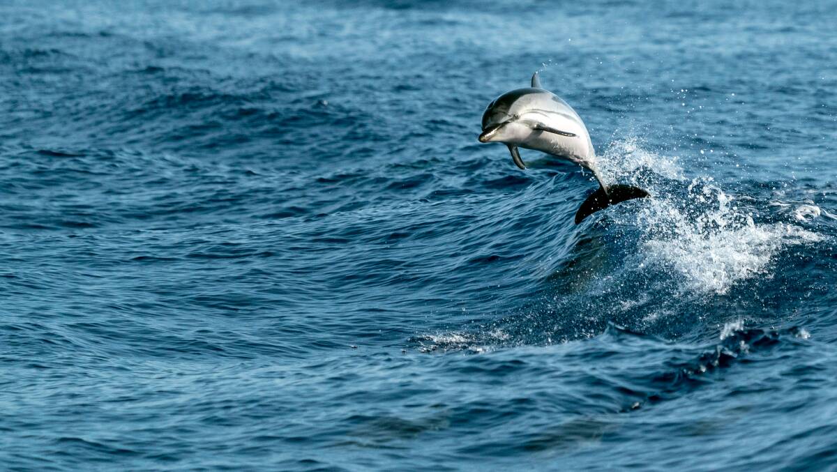 Wild dolphins can travel up to 100 kilometres daily. Picture: Shutterstock