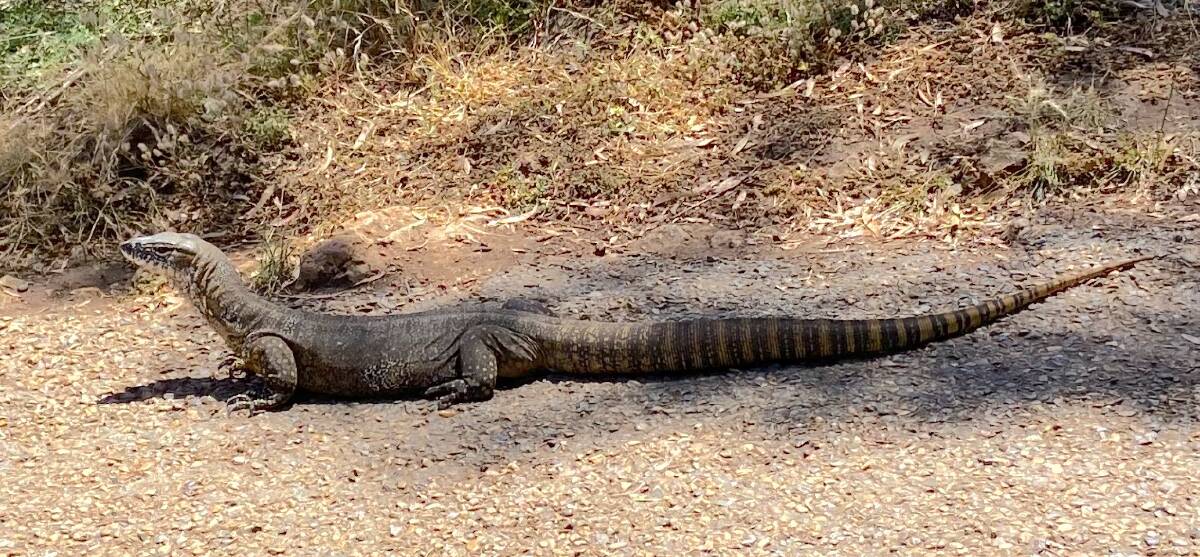 This goanna was spotted on the Mt Ainslie summit track. Picture: Amber Carvan