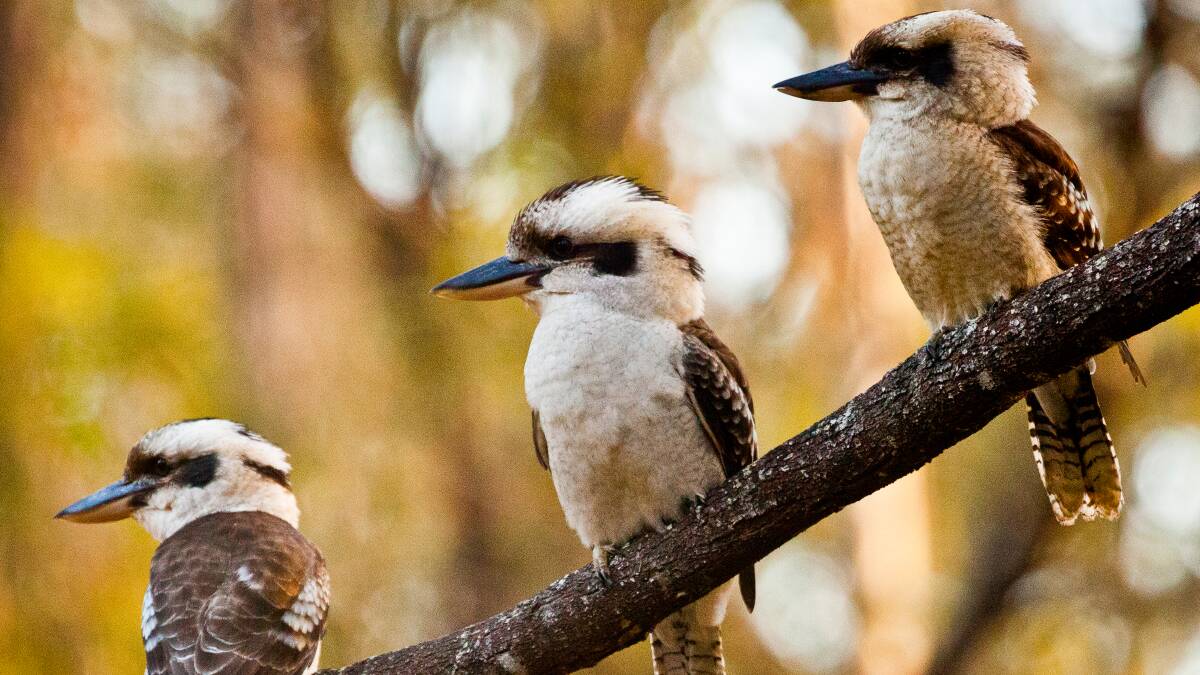 Canberra's kookaburras have laughed off 2021. Picture: Shutterstock