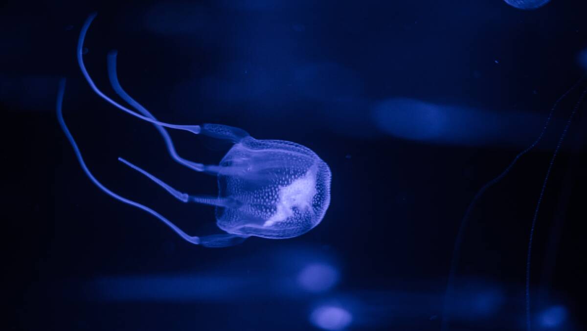 Poisonous box jellyfish are an issue for swimmers. Picture: Shutterstock