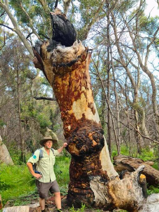 Tim, near Pebbly Beach, with a spotted gum whose top exploded during last year's firestorm. Picture: Dave Moore