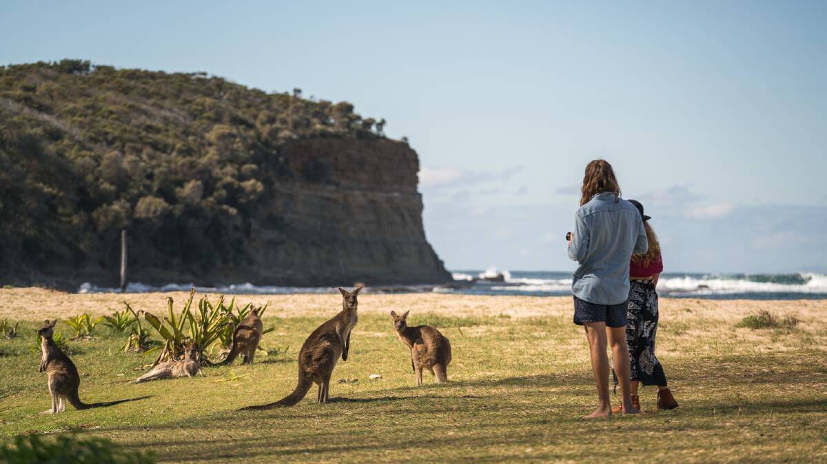 Pebbly Beach's kangaroos have long been a drawcard for domestic and international tourists. Picture: Visit Shoalhaven