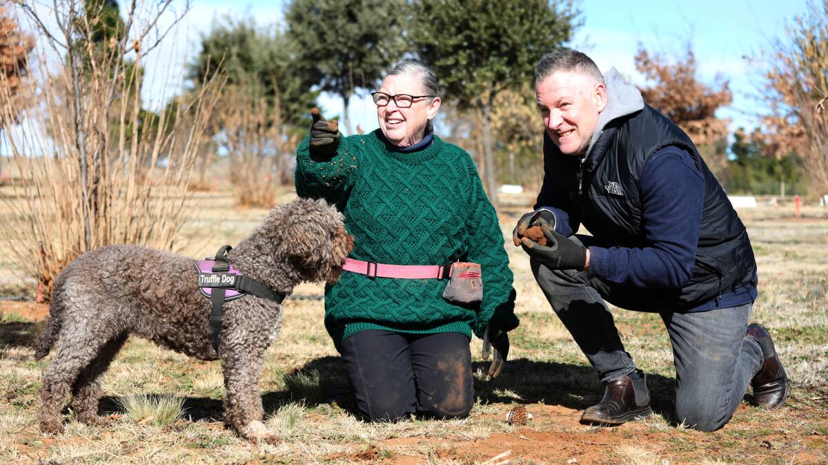At the truffle farm, Barbara Hill digs the dirt with with Parliament House executive chef David Learmonth and truffle dog Tawdiffu. Picture by James Croucher