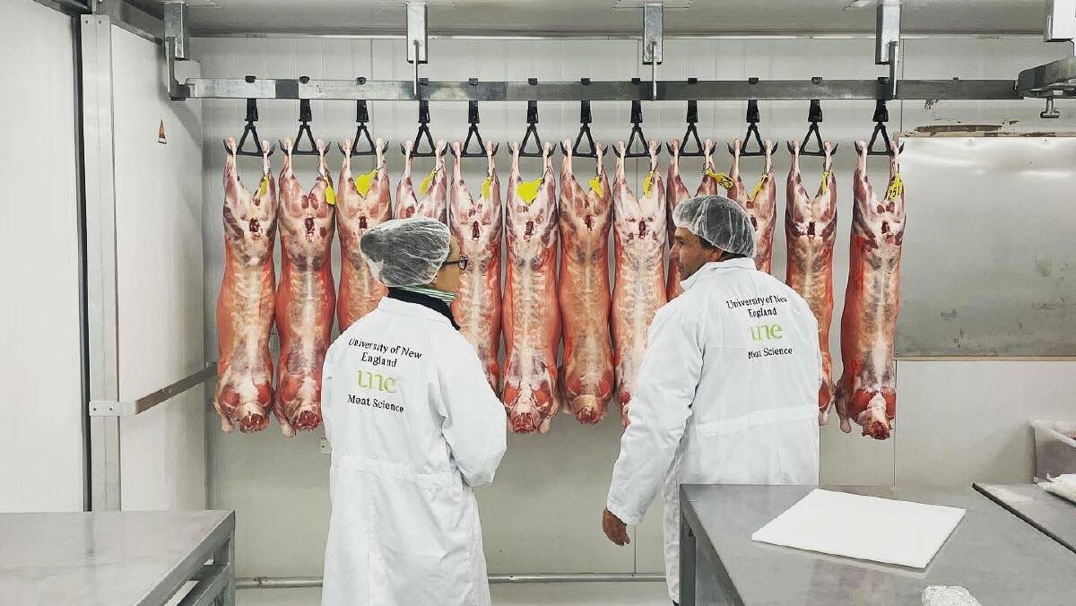 Researchers at the University of New England with goat carcases as part of taste test research. 