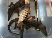 What a croc: Some of the baby crocs found in Mount Isa's swimming pool last week.