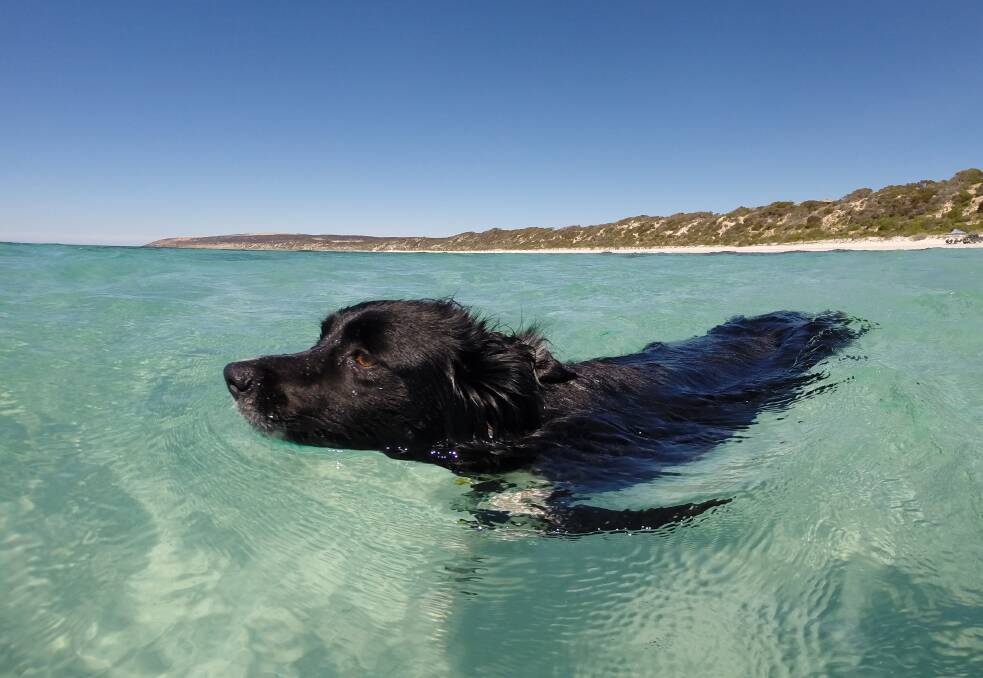 Twig the koolie collie dog going for a swim at Emu Bay on Kangaroo Island. Picture: Stan Gorton 