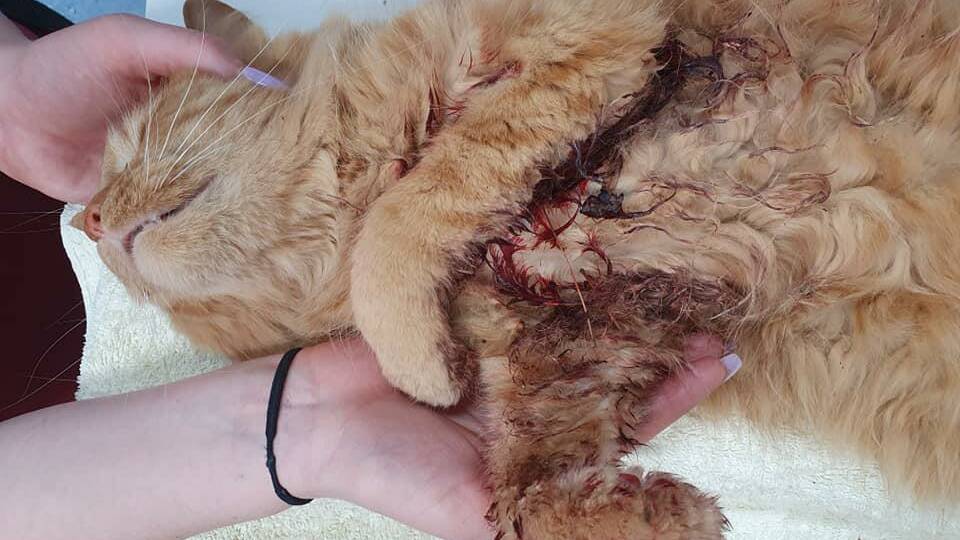 Maddi Holz found her cat, Richmond, badly injured on Saturday morning. Picture: Maddi Holz