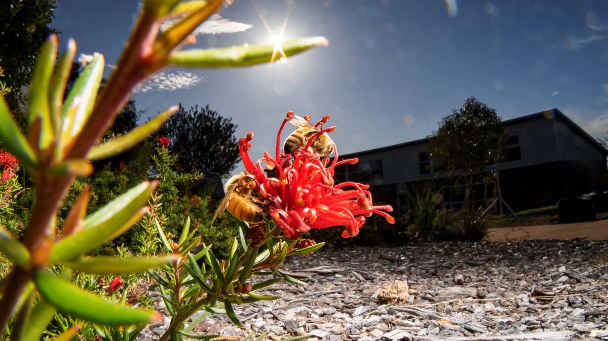 Grevillea plants at Ginninderry attract bees. Picture: Sitthixay Ditthavong