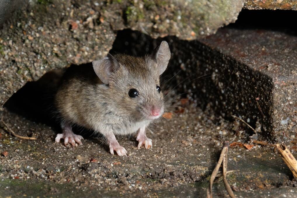 Mice in plague proportions have been wreaking havoc across much of western NSW and there are fears they could be moving east. Picture: Shutterstock