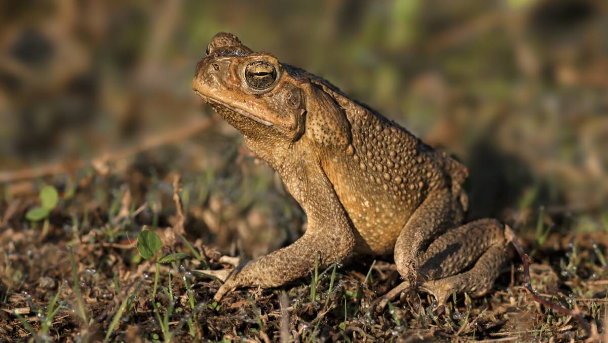 Authorities suspect the cane toad found in Canberra last week came on a shipment of plants from Queensland. Picture: Shutterstock. 