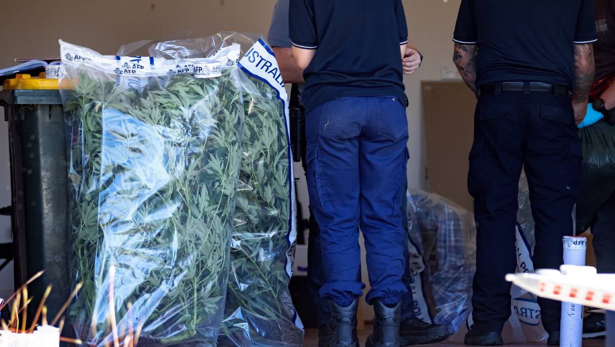 Police say the cannabis is worth more than half a million dollars. Picture: Sitthixay Ditthavong