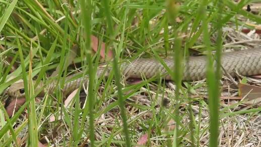 An eastern brown snake was released after snake handler Gavin Smith captured it at Weston Park playground.