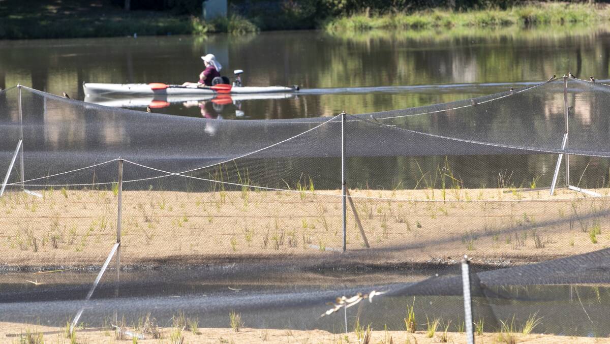 A kayaker inspects the floating wetland in Lake Tuggeranong which will hopefully help keep the water clean and free from algae. Picture: Keegan Carroll