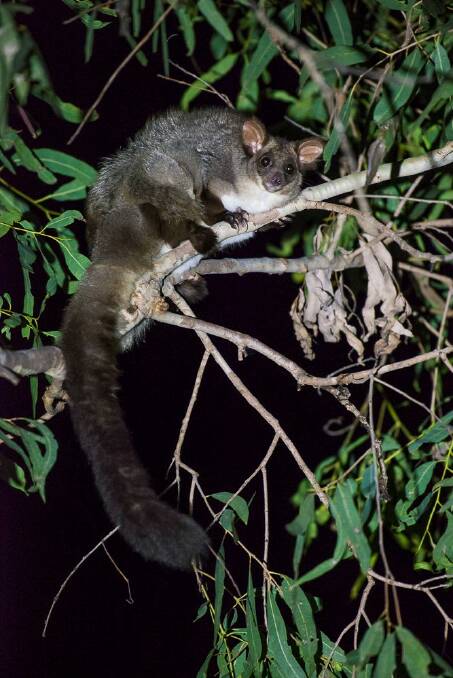 The greater glider is Australia's largest glider.