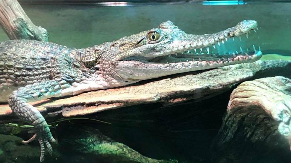 Freshwater crocodile Jaws Junior, who was stolen from the zoo. Picture: Facebook