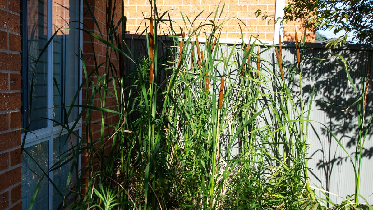 Bulrushes, normally found in marshes and swamps, have begun to grow in backyards due to the underground reservoir. Picture: Elesa Kurtz