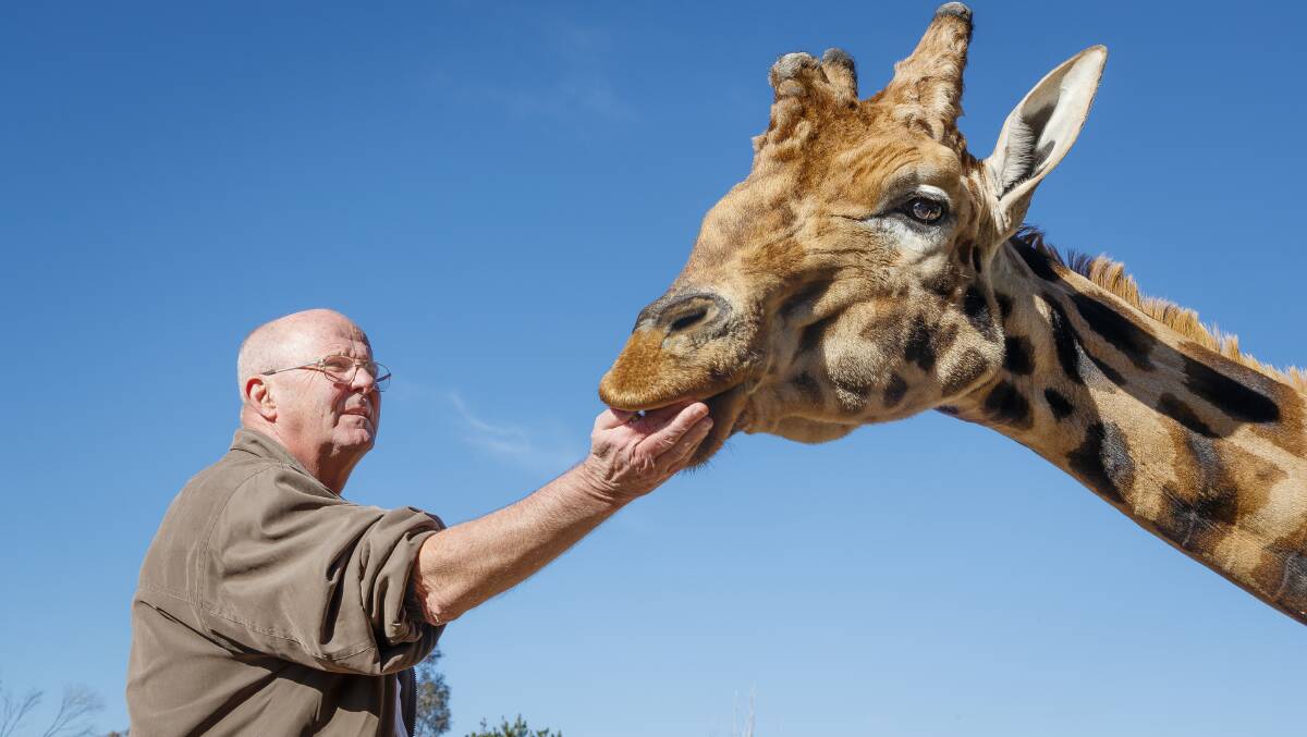 Hummer the giraffe with National Zoo founder and owner Richard Tindale in 2018. Picture: Sitthixay Ditthavong