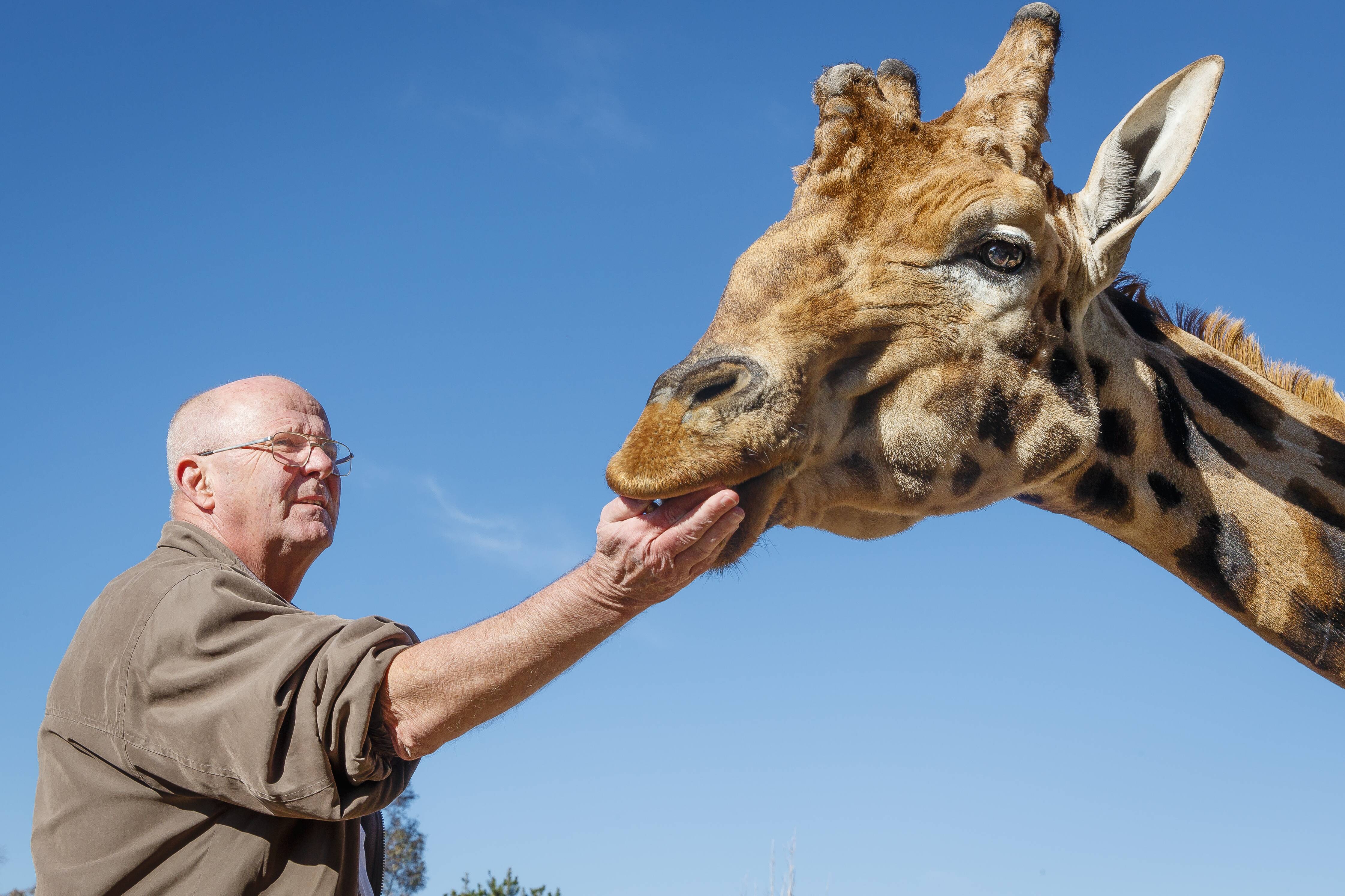 National Zoo and Aquarium mourns death of beloved giraffe, Hummer | The  Canberra Times | Canberra, ACT