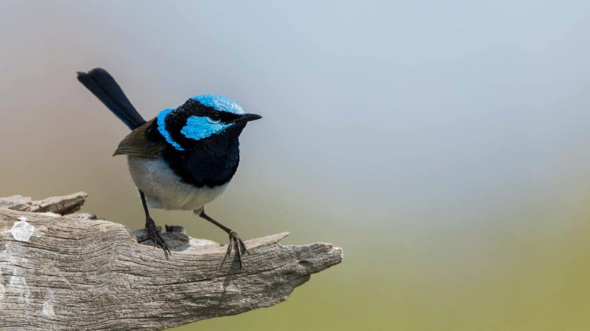 Superb fairy-wrens were impacted by storm, which saw a 5 per cent decrease in population due to the hail. Picture: Richard Turner