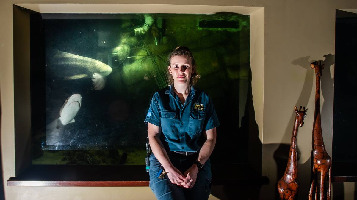 Senior aquarist at the National Zoo and Aquarium Katey Rawstron, with leopard shark mother Lady. Picture: Karleen Minney