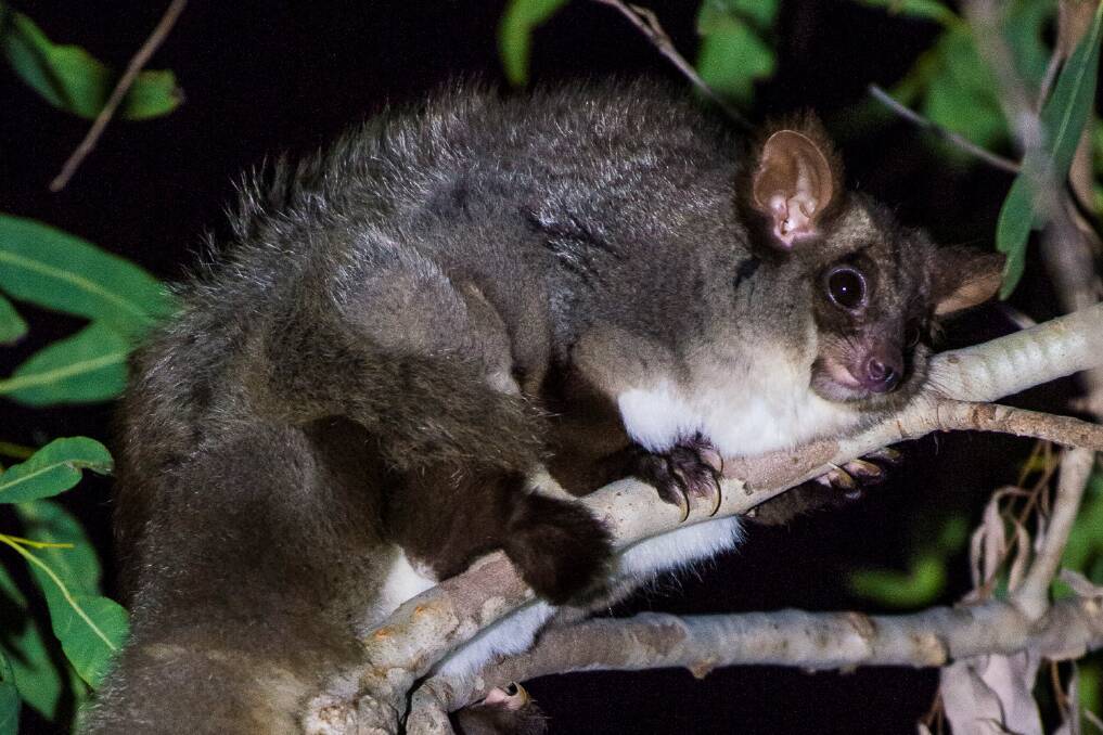 The greater glider, which has been listed as vulnerable, had been known to live in the Shallow Crossing State Forest. 