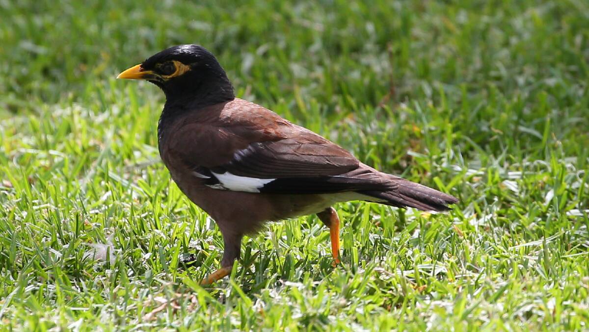 Indian mynas have been declared as a prohibited pest by the ACT government. Picture: Geoff Jones