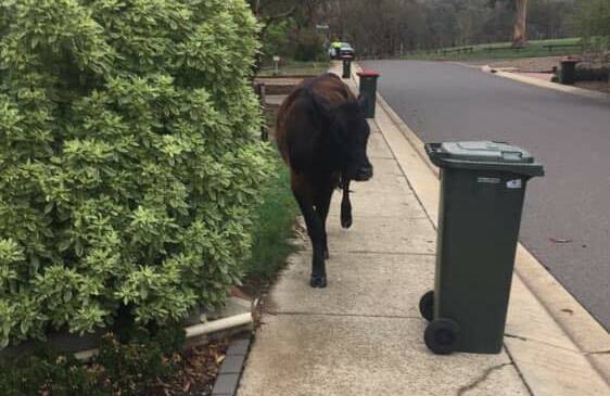 A cow, which was seen wandering a Gilmore street on Tuesday morning. Picture: Laura Spackman 
