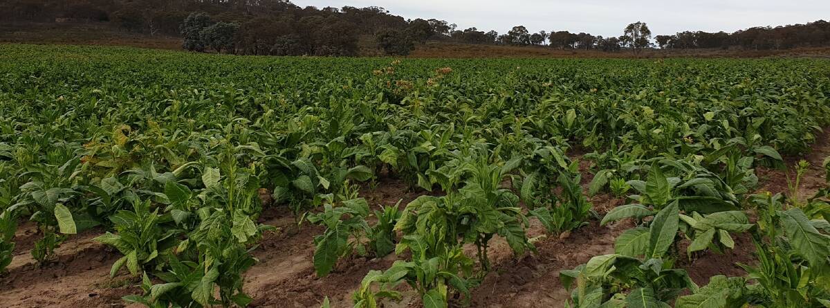 Police seize 97 tonnes of tobacco from property near Goulburn