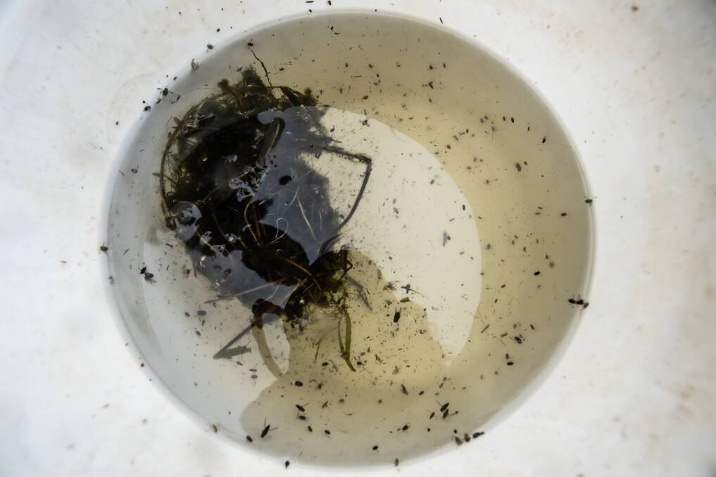 Some of the water bugs found during water testing. Picture: Karleen Minney