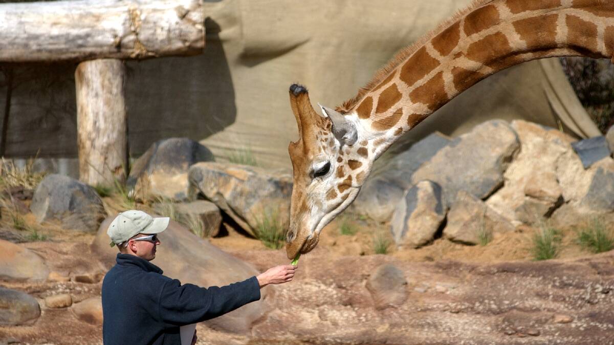Hummer the giraffe, just after his arrival at the National Zoo in 2004. Picture: Graham Tidy
