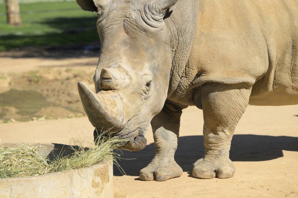 World Rhino Day celebrates the likes of Canberra 13-year-old southern white rhino Ubuntu. Picture by Keegan Carroll