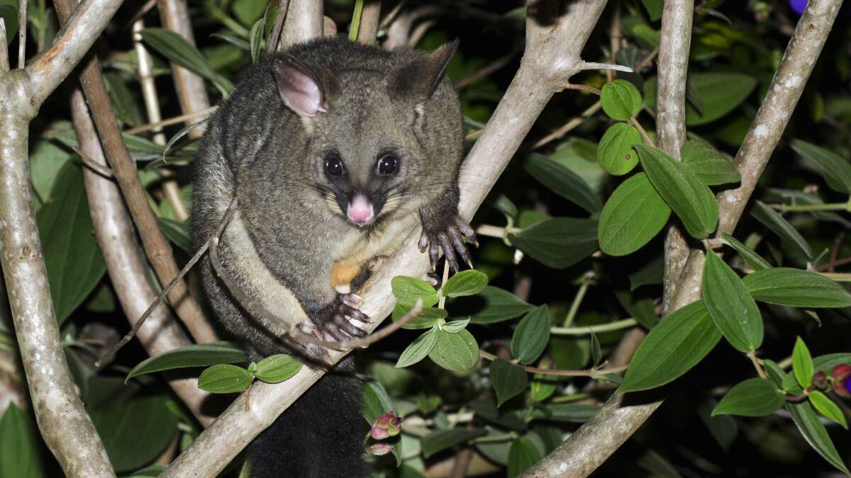 Possums can be a headache for some Canberra homeowners. Picture: Shutterstock