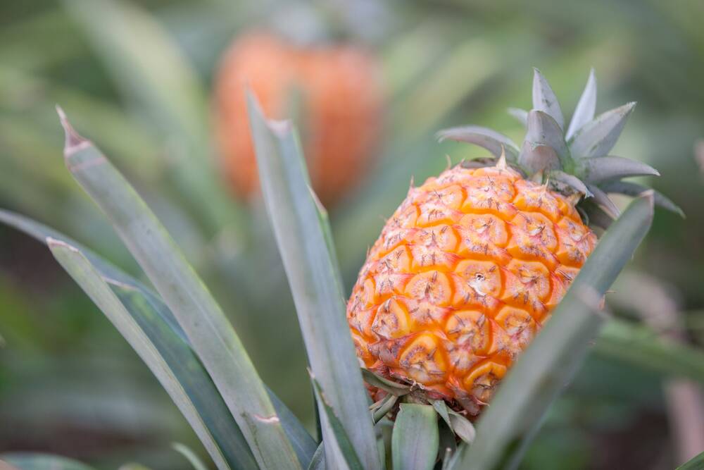 The island is known for growing the sweetest pineapples.