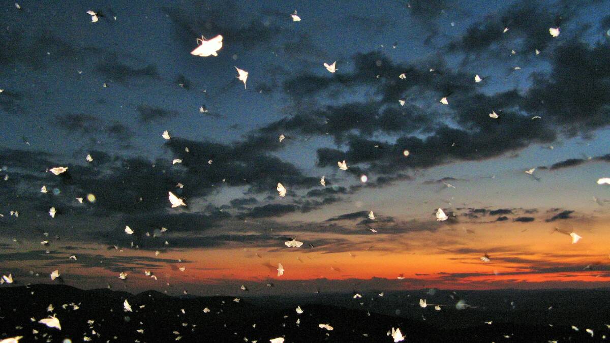 Bogong moths fill the night sky on one of their nightly fly-outs during summer aestivation in the Brindabellas. Picture by Peter Blunt